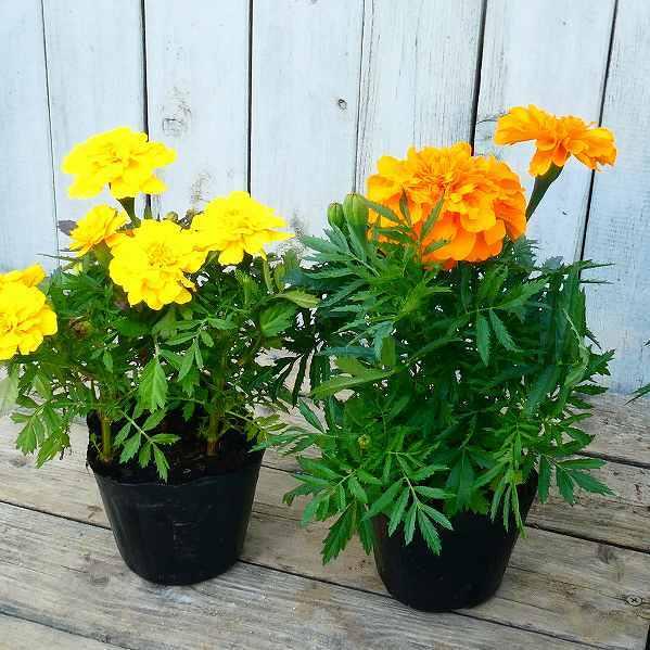 マリーゴールド エンデュランス オレンジ 3 5号 大輪 ハクサン 充実株 苗 夏の花 花壇苗 2506 お花処 昌山園 通販 Yahoo ショッピング