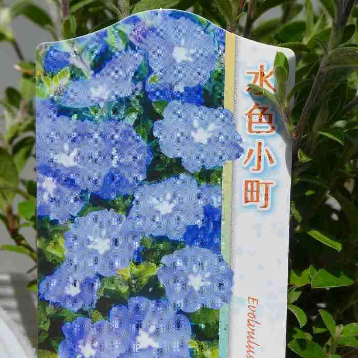 エボルブルス 苗 水色小町 コンパクト アメリカンブルー 3.5号 夏の花