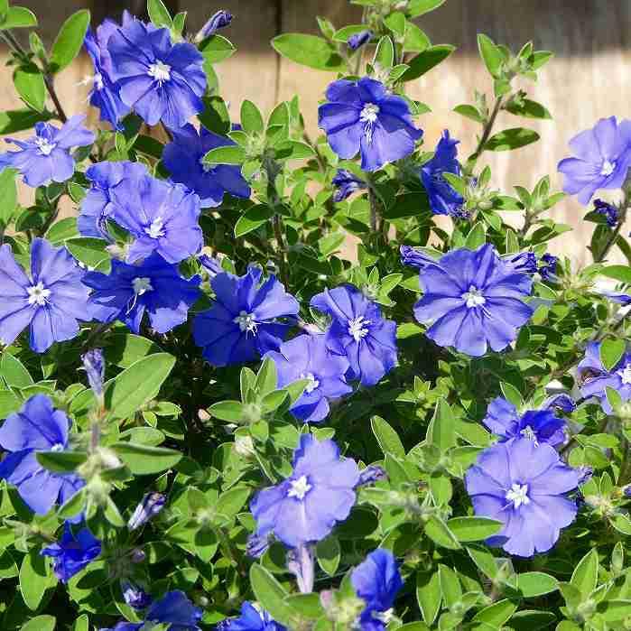 エボルブルス 苗 水色小町 コンパクト アメリカンブルー 3.5号 夏の花