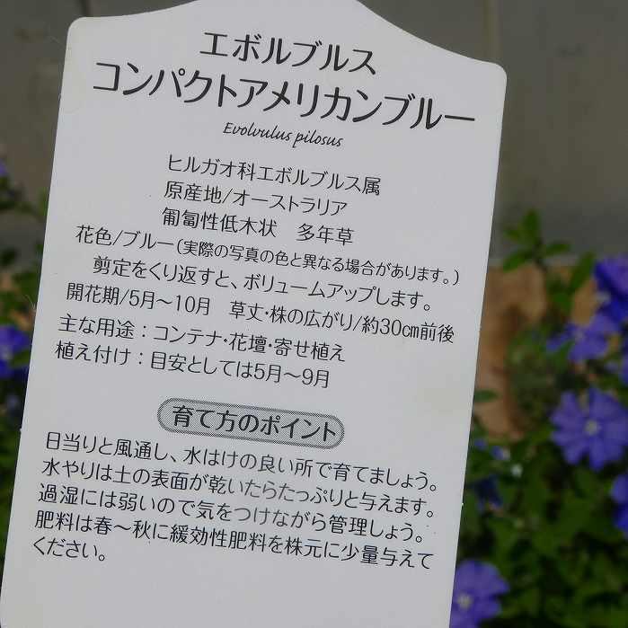 エボルブルス 苗 水色小町 コンパクト アメリカンブルー 3.5号 夏の花