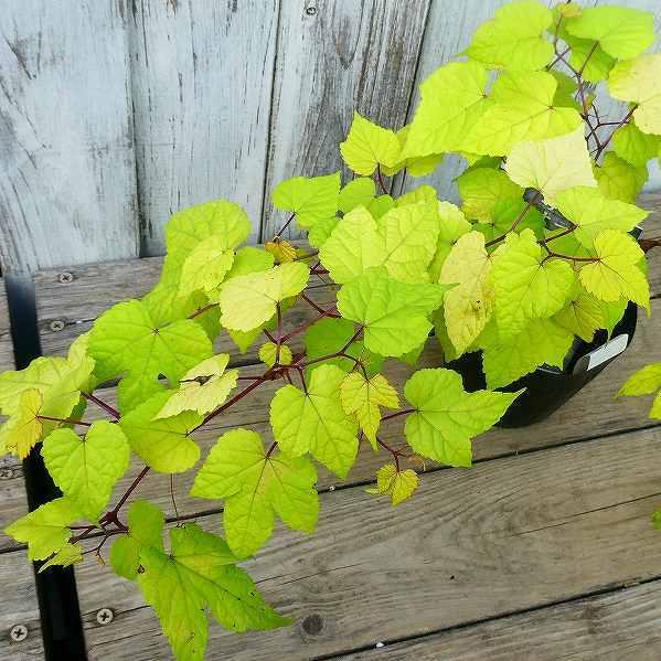 野葡萄 苗 オーレア 黄金葉 3.5号 山野草 ノブドウ 220707