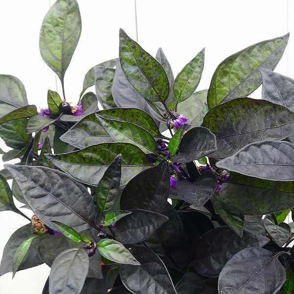 鑑賞用トウガラシ 苗 ブラックパール 3 5号 秋まで楽しめる 2616 お花処 昌山園 通販 Yahoo ショッピング