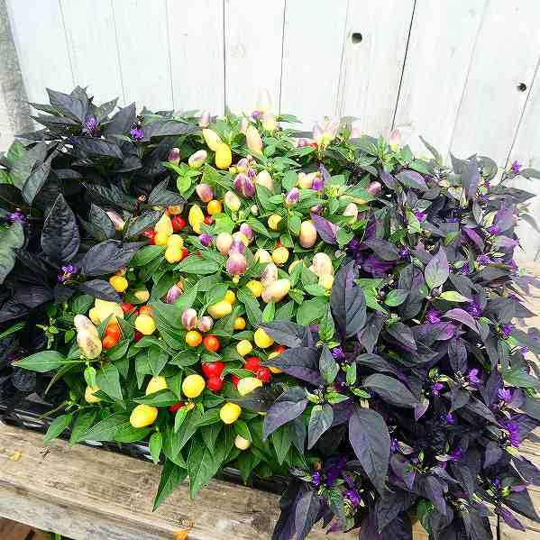 鑑賞用トウガラシ 苗 ブラックパール 3 5号 秋まで楽しめる 2616 お花処 昌山園 通販 Yahoo ショッピング