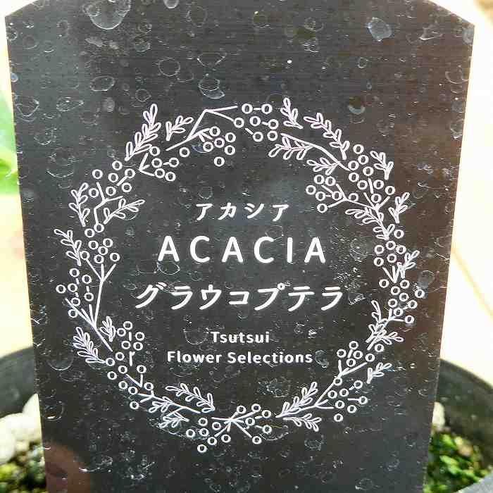 アカシア グラウコプテラ クレイワトル 5号ポット 苗木 レア品種