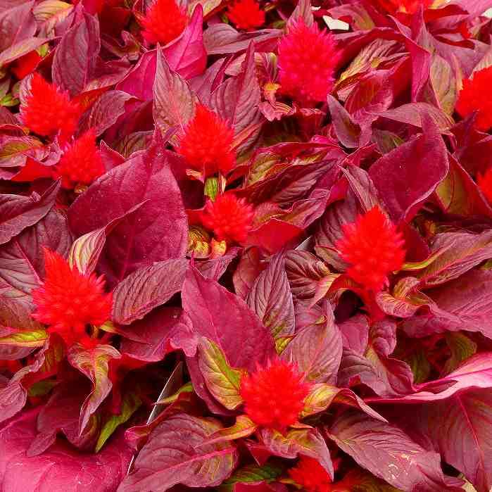 ケイトウ 苗 鶏頭 スマートルック 赤花 赤葉 苗 ガーデニング 3 5号 切り花 夏 秋花壇に 20 お花処 昌山園 通販 Yahoo ショッピング