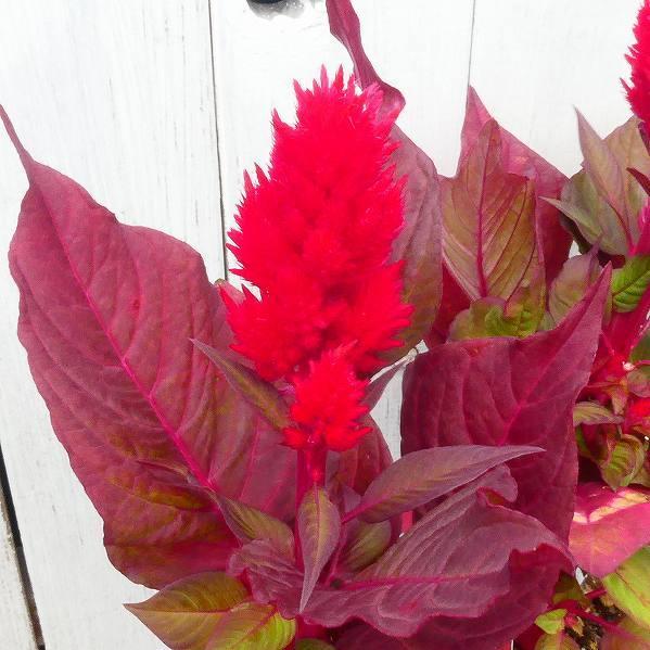 ケイトウ 苗 鶏頭 スマートルック 赤花 赤葉 苗 ガーデニング 3 5号 切り花 夏 秋花壇に 20 お花処 昌山園 通販 Yahoo ショッピング