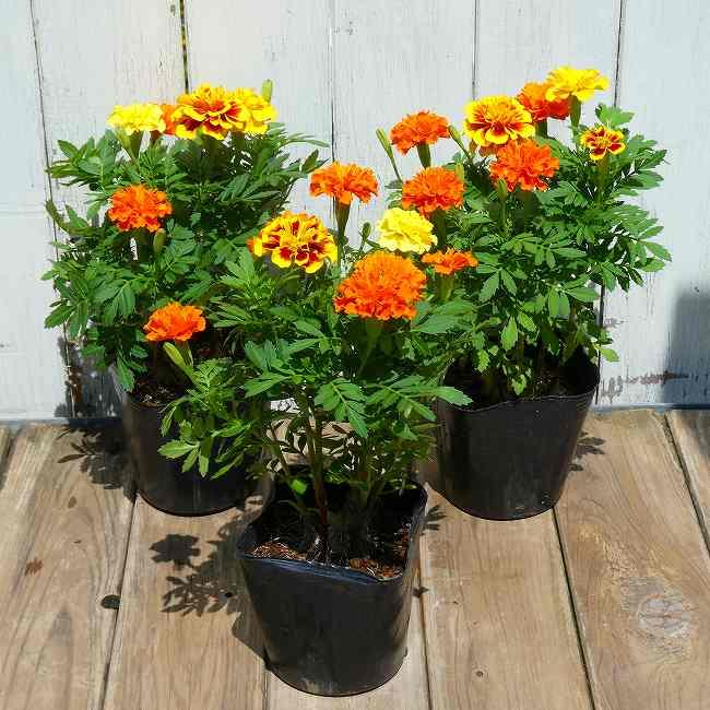 マリーゴールド 苗 1ポット 数色寄せ植え 3.5号 夏〜秋花壇に 花壇苗