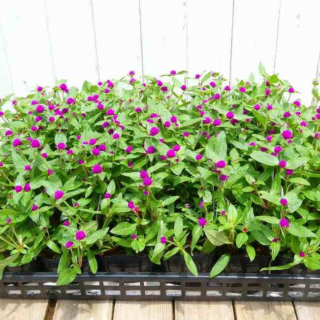 千日紅 苗 ちなつ パープル 矮性 3.5号ポット 秋花壇苗 秋の花