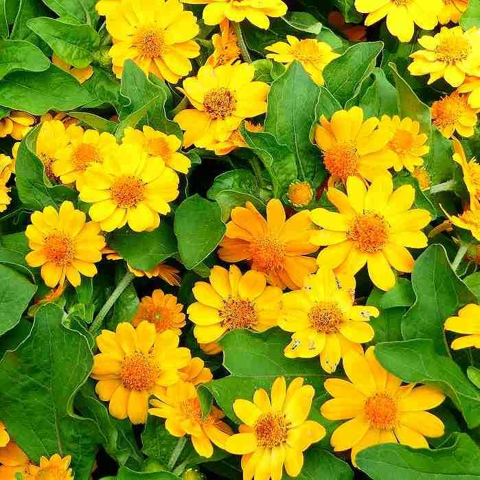 メランポジューム 苗 3 5号 苗 夏花壇 ガーデニング 黄花 2728 お花処 昌山園 通販 Yahoo ショッピング