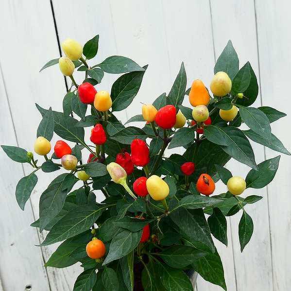 鑑賞用唐辛子 苗 夢祭り 3 5号 カラフル 実付き トウガラシ 2705 お花処 昌山園 通販 Yahoo ショッピング