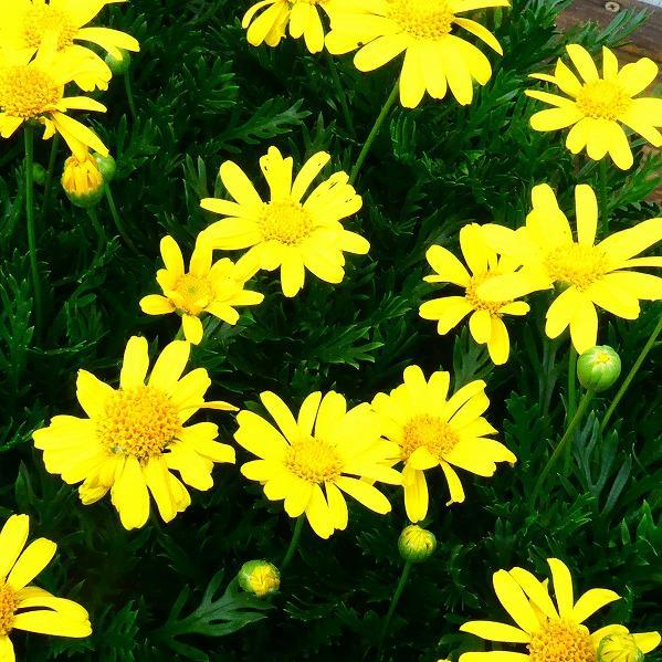 ユリオプスデージー 苗 ボビー3 5号 苗 青葉種 黄色 花苗 お花処 昌山園 通販 Yahoo ショッピング