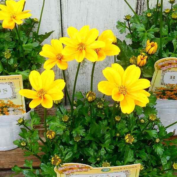 ビデンス 苗 ゴールデンエンパイア 3 5号 宿根草 ウィンターコスモス 2913 お花処 昌山園 通販 Yahoo ショッピング