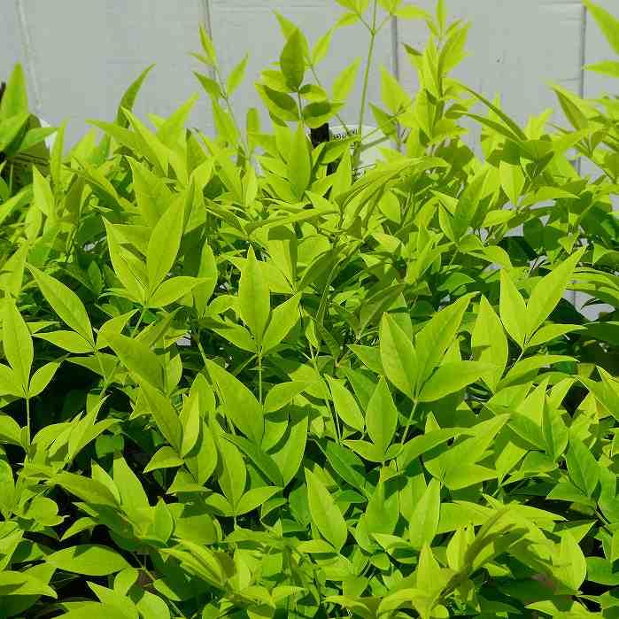 南天 苗 レモンライム 5号 矮性種 カラーリーフ 黄金葉 常緑低木