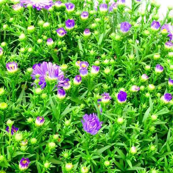 鉢花 ガーデンアスター サファイア 5号鉢 友禅菊 青花 秋の花 0914 お花処 昌山園 通販 Yahoo ショッピング