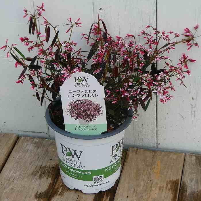 ユーフォルビア 苗 ピンクフロスト 銅葉 ピンク花 暑さ強い 4号 カラー