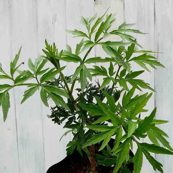 エルダー 苗 もみじ葉 細葉 3.5号 西洋ニワトコ エルダーベリー