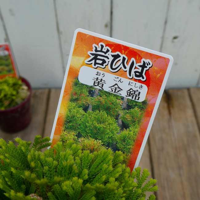 岩ひば 苗 黄金錦 2.5号 イワヒバ 岩ヒバ 山野草 盆栽 260409 : お花処