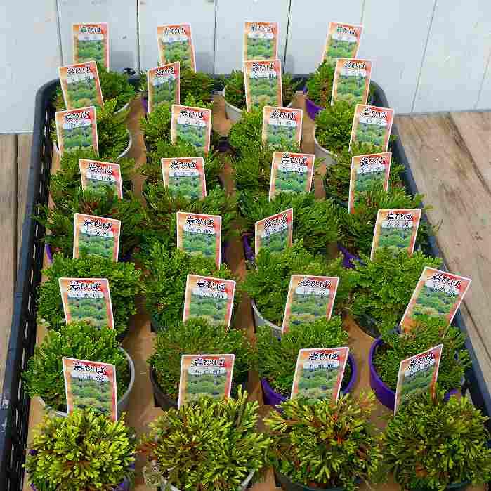 岩ひば 苗 九重錦 2.5号 イワヒバ 岩ヒバ 山野草 盆栽 250318 : お花処