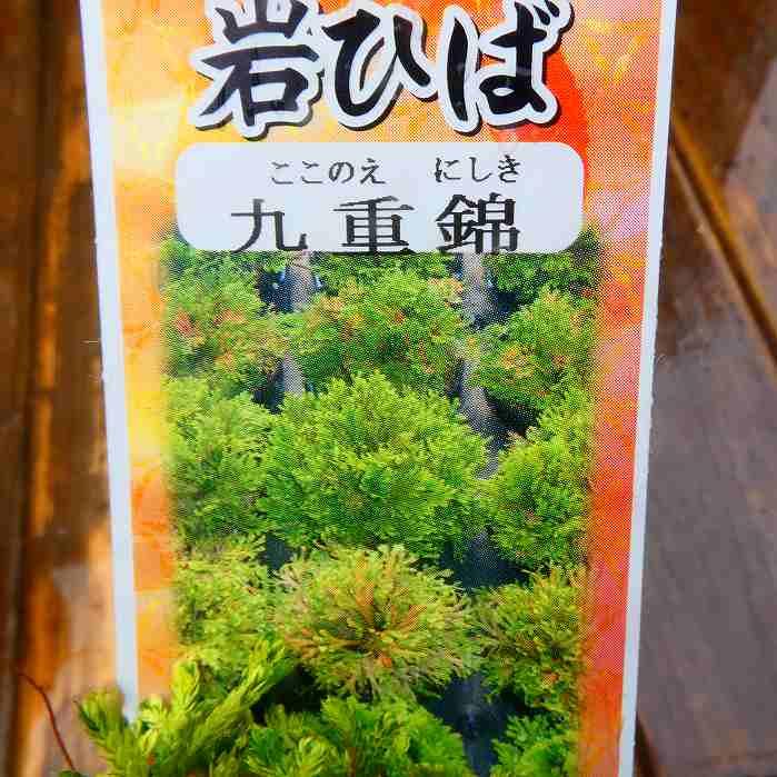岩ひば 苗 九重錦 2.5号 イワヒバ 岩ヒバ 山野草 盆栽 260409 : お花処