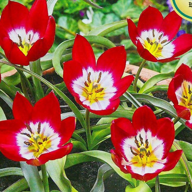 原種チューリップ タイニーティモ 6球 秋植え 球根 山野草 宿根草 レア種 9 24 10000739 お花処 昌山園 通販 Yahoo ショッピング