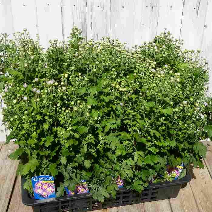 来年用》 菊 苗 スプレーマム セザンヌ 3.5号 小菊 秋の花 ピンク