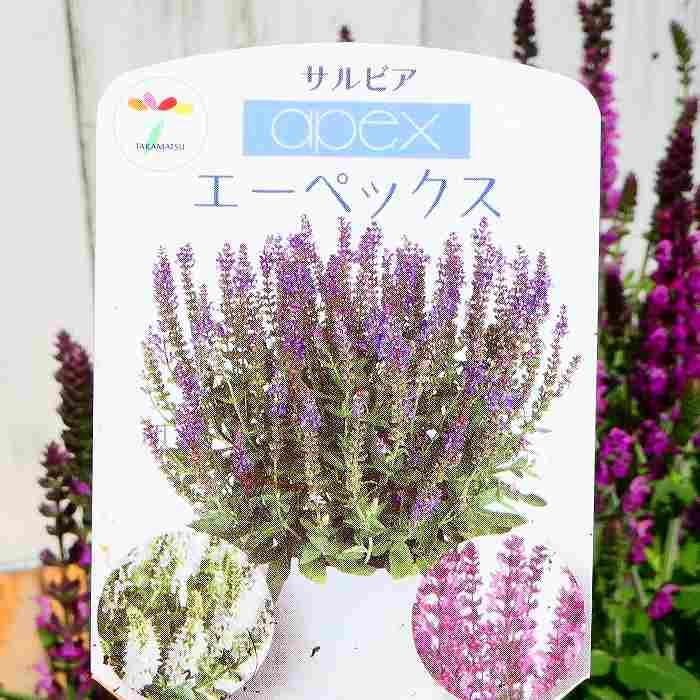 宿根サルビア エーペックス ブルー 青花 ネモローサ 3.5号 苗 ハーブ