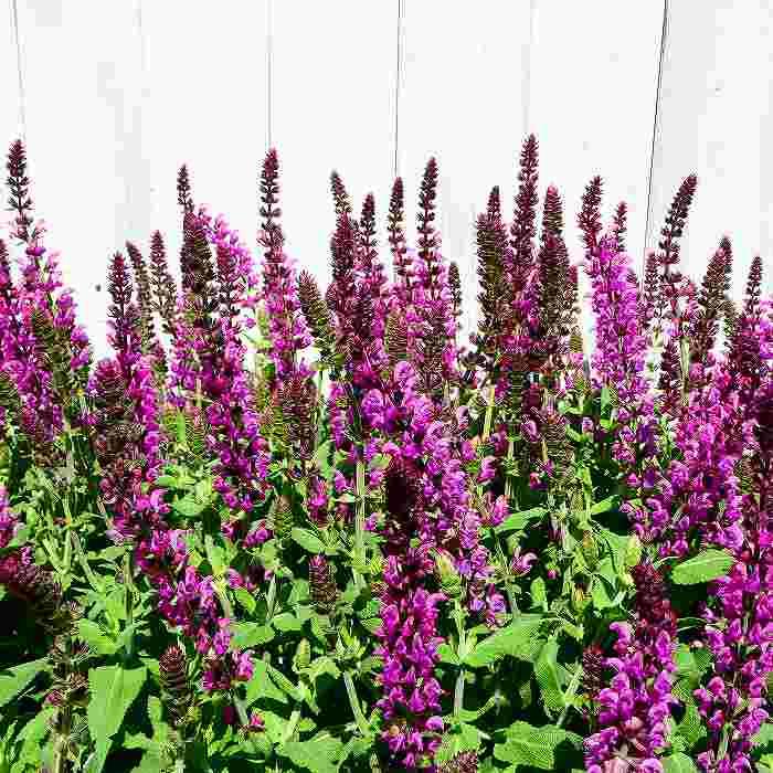 宿根サルビア エーペックス ピンク ネモローサ 3.5号 苗 ハーブ 宿根草