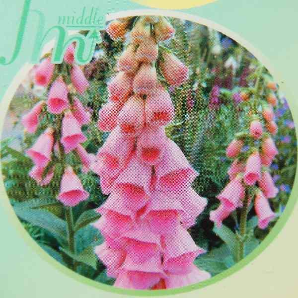 ジキタリス メルトネンシス ピンク花 3 5号 苗 耐寒性 秋植え 春の花 宿根草 ジギタリス 1223 お花処 昌山園 通販 Yahoo ショッピング