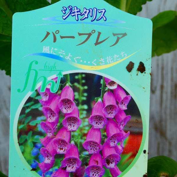 ジキタリス パープレア 紫 3 5号 苗 耐寒性 秋植え 春の花 宿根草 ジギタリス 1223 お花処 昌山園 通販 Yahoo ショッピング