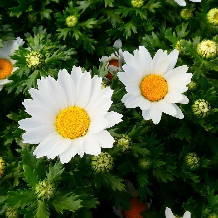 ノースポール 苗 クリサンセマム 3.5号 冬〜春の花苗 花壇苗 耐寒性強