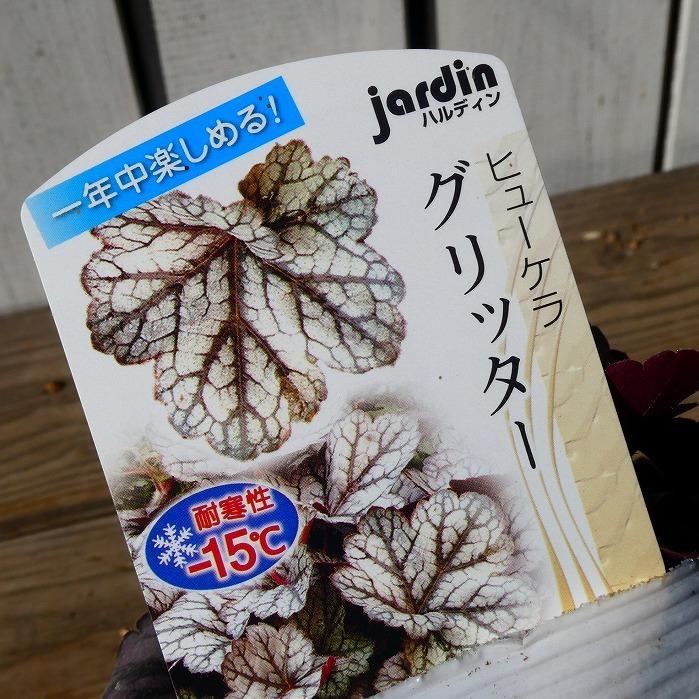 ヒューケラ 苗 グリッター 3.5号ポット ツボサンゴ 日陰向き 宿根草 山