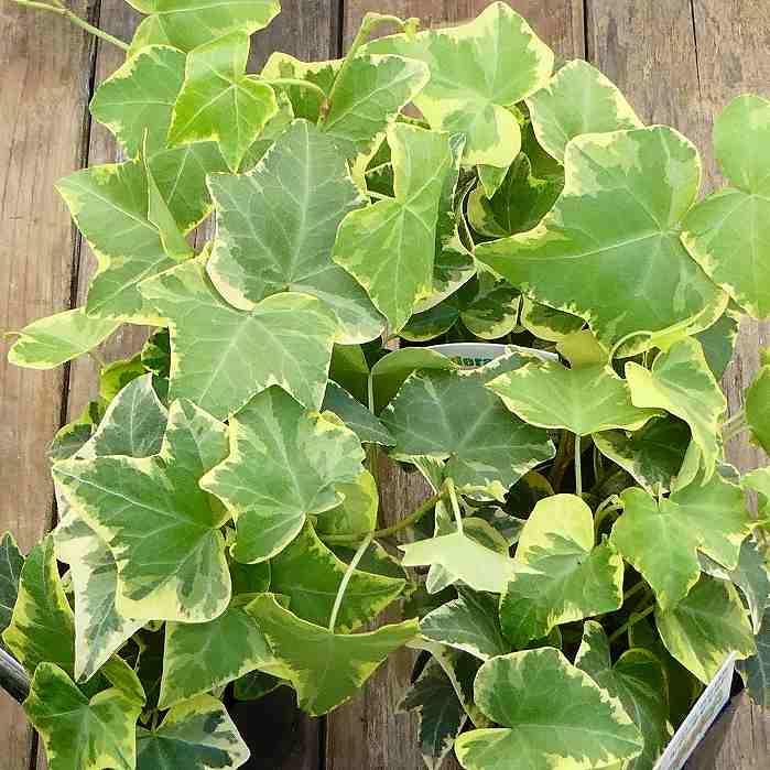 【同梱無料】　ツタ　つた　蔦　グリーン　観葉植物　斑入り　アイビー 同梱無料】 ツタ つた 蔦 グリーン 観葉植物 斑入り アイビー 観葉植物