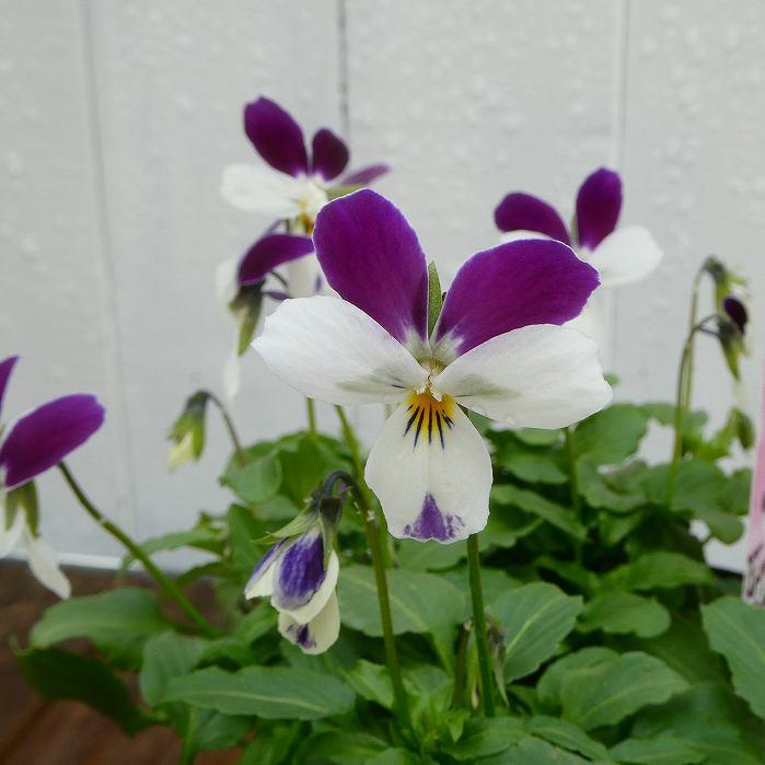 おはな 神戸ビオラ 苗 バニーパープル＆ホワイト 3.5号 ラビットタイプ バニー