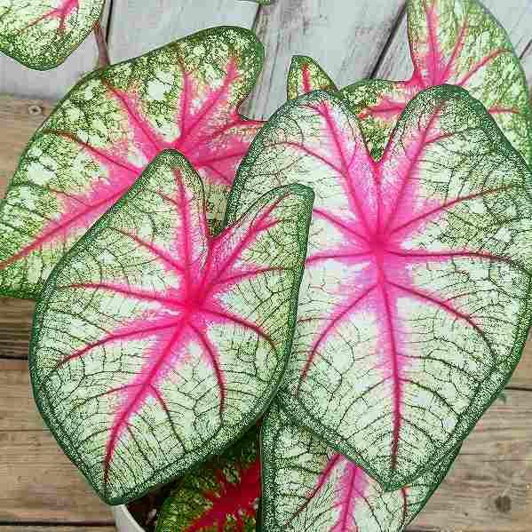 カラジューム 鉢植え 葉脈が赤 5号鉢 苗 観葉植物 カラジウム 230727