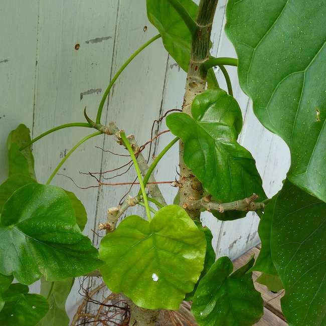 ウンベラータ No.2 観葉植物 5号鉢 全高80cm ハートリーフ 260922