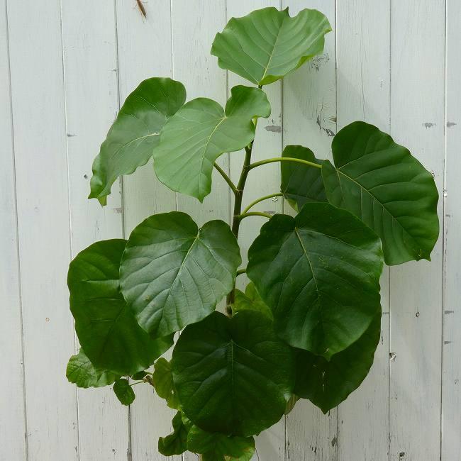 ウンベラータ No.2 観葉植物 5号鉢 全高80cm ハートリーフ 260922