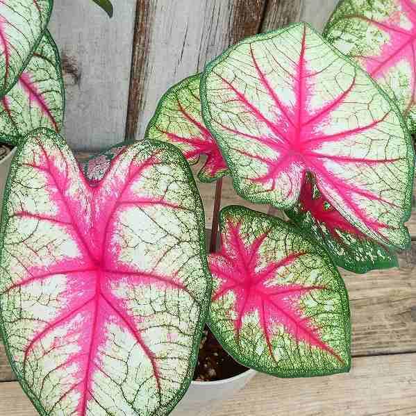 カラジューム 鉢植え 葉脈が赤 5号鉢 苗 観葉植物 カラジウム 230727