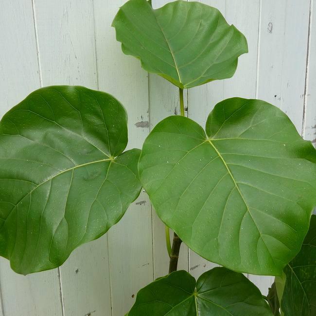 ウンベラータ No.2 観葉植物 5号鉢 全高80cm ハートリーフ 260922