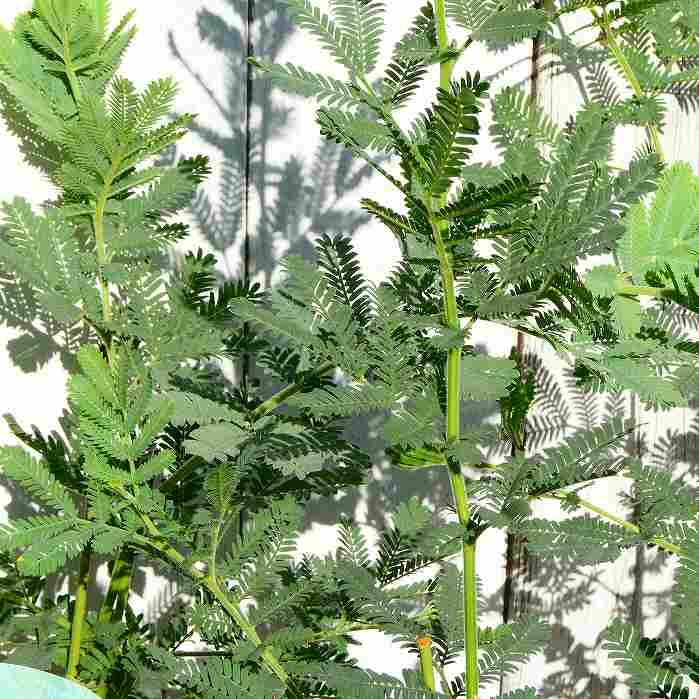 アカシア ミモザ 苗 ミモザアカシア 3号 シンボルツリー 春に