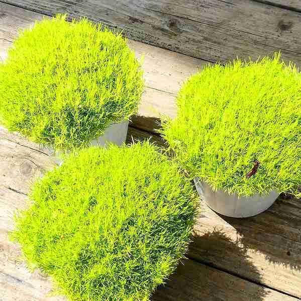 サギナ 黄緑 苗 ナデシコ科 アイリッシュモス グランドカバー 芝生