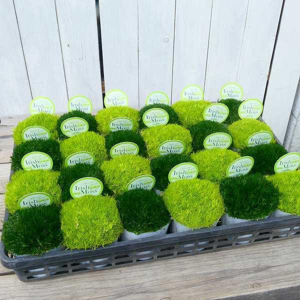 サギナ 黄緑 苗 3号ポットナデシコ科 アイリッシュモス 2502 お花処 昌山園 通販 Yahoo ショッピング