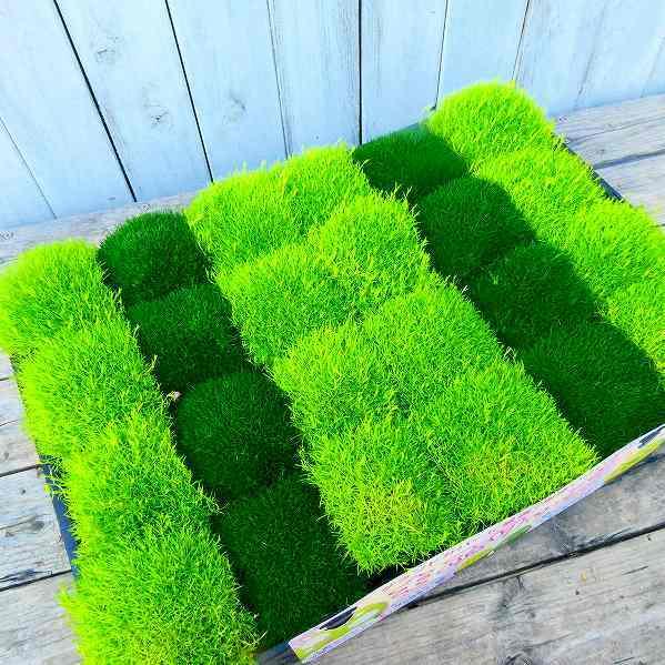 苗 サギナ 緑 3号ポットナデシコ科 アイリッシュモス 0427 お花処 昌山園 通販 Yahoo ショッピング