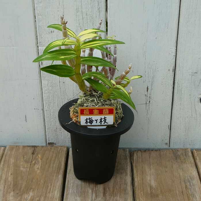 長生蘭 梅ヶ枝 苗 3号鉢 斑入り 石斛 セッコク 山野草 250904 : お花処