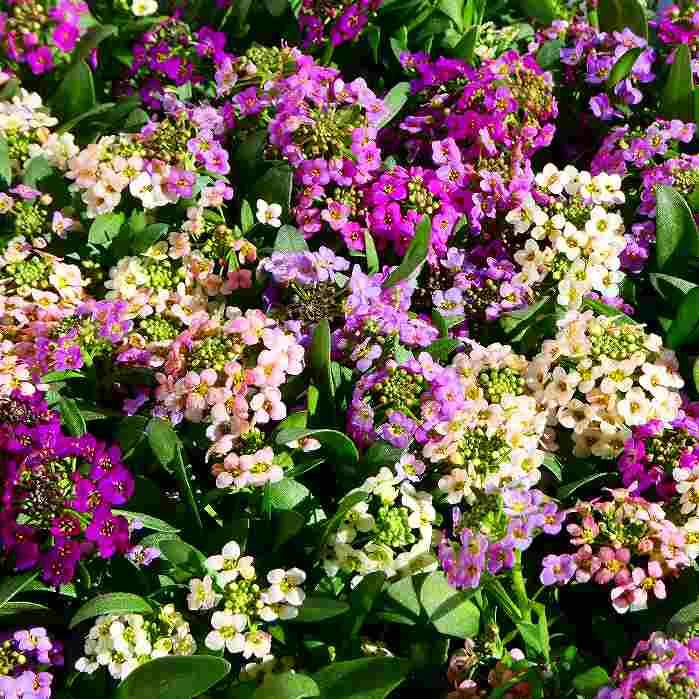 アリッサム 苗 多色寄せ植え 花色お任せ 3.5号 耐寒性 花壇苗 アリッサム 苗 多色寄せ植え 花色お任せ 3.5号 耐寒性 花壇苗