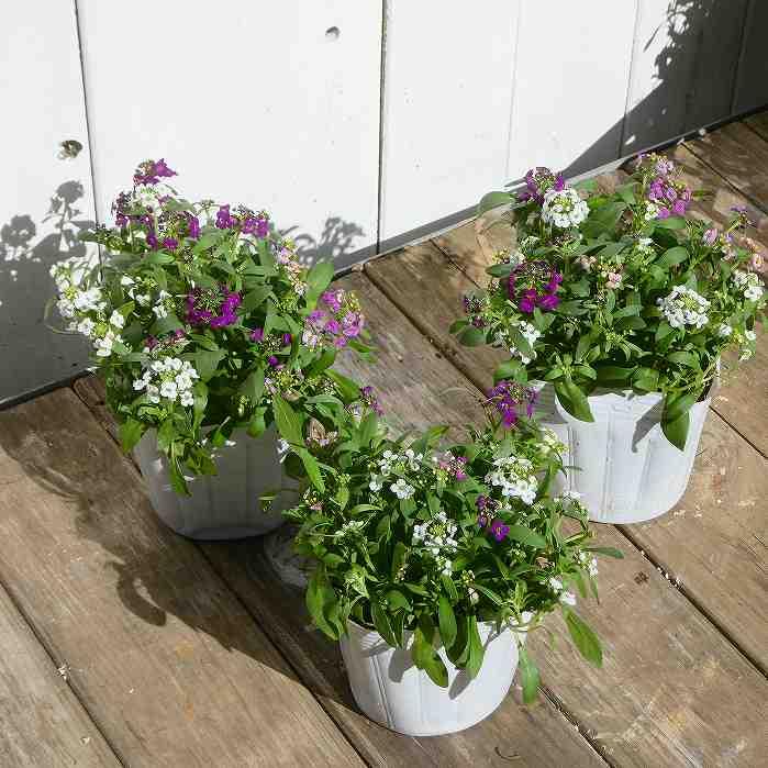 アリッサム 1ポット 苗 多色寄せ植え 花色お任せ 3.5号 耐寒性 花壇苗