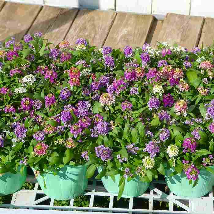 アリッサム 1ポット 苗 多色寄せ植え 花色お任せ 3.5号 耐寒性 花壇苗
