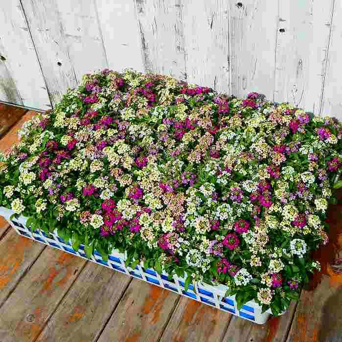 アリッサム 1ポット 苗 多色寄せ植え 花色お任せ 3.5号 耐寒性 花壇苗
