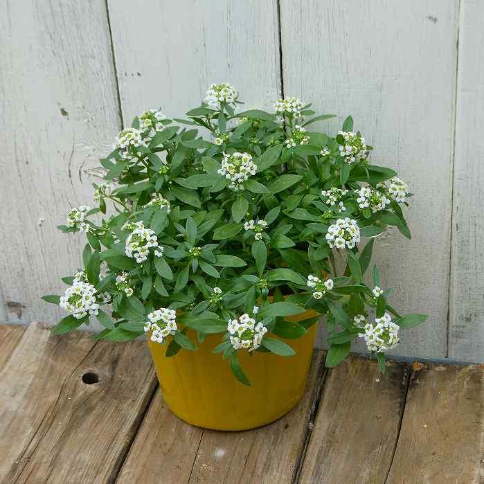 アリッサム 苗 白花 3.5号 香りの花 冬の花 春の花 耐寒性 花壇苗
