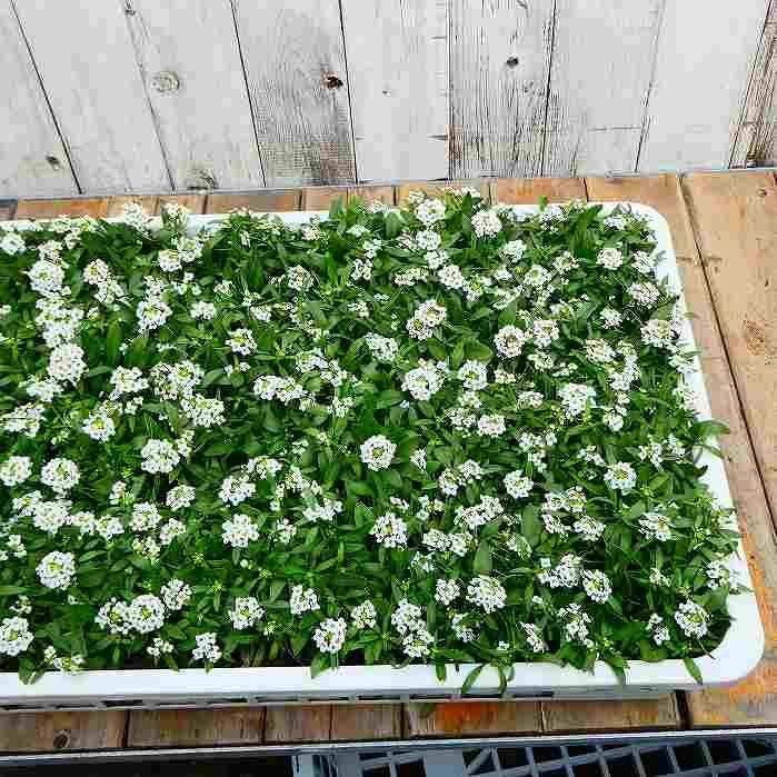 アリッサム 苗 白花 3.5号 香りの花 冬の花 春の花 耐寒性 花壇苗
