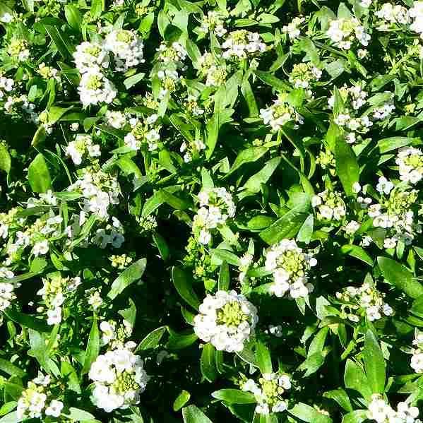 アリッサム 苗 白花 3.5号 香りの花 冬の花 春の花 耐寒性 花壇苗